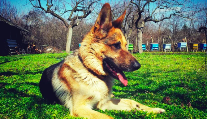 Così il cane Sadie ha salvato da un ictus l’uomo che l’ha adottato